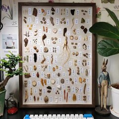 完成品の漢方薬の材料の標本の枠の漢方薬の標本は漢方医の手の置物の装飾画の標本の壁の展示の枠を描きます。