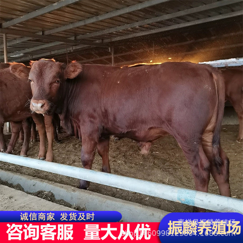 郴州市养牛场 改良利木赞牛牛犊 肉牛犊养殖场 小牛 浙江肉牛