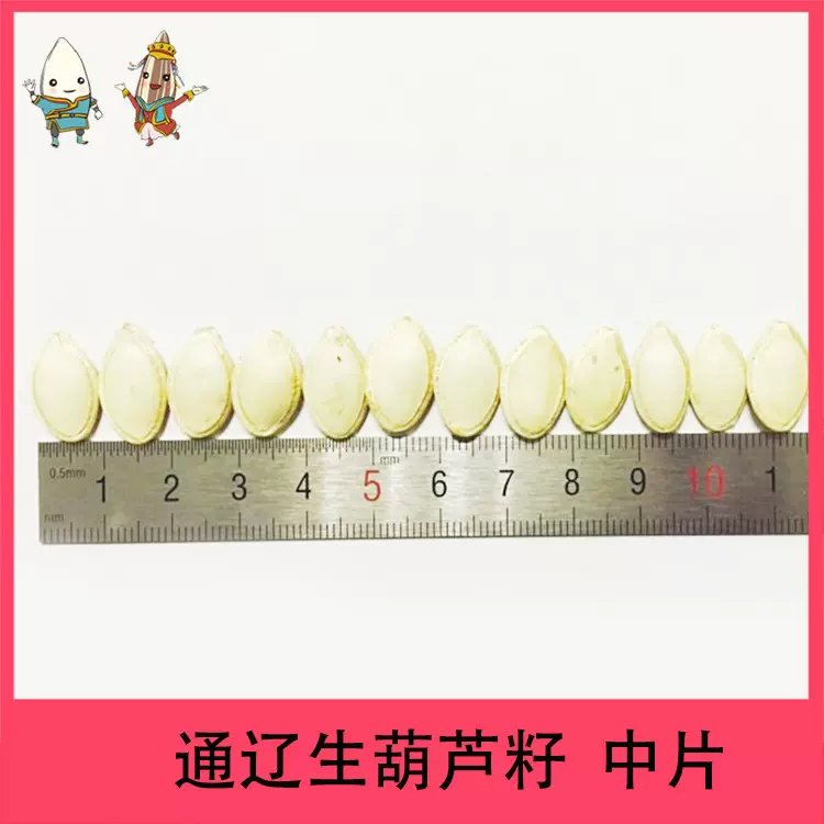 包邮到门：中片生西葫芦籽内蒙古优质葫芦籽原产地厂家直销南瓜籽