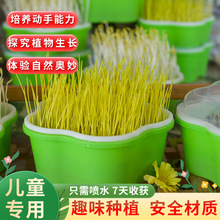 花朵款小号芽苗菜育苗盘蔬菜设备豌豆尖苗水培种植蒜苗豆芽菜托盘