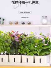 ˮ���߲˷Nֲ�C��ͥˮ���C���ßo�������O�仨�ܷNֲ��ֲ��ˮ����