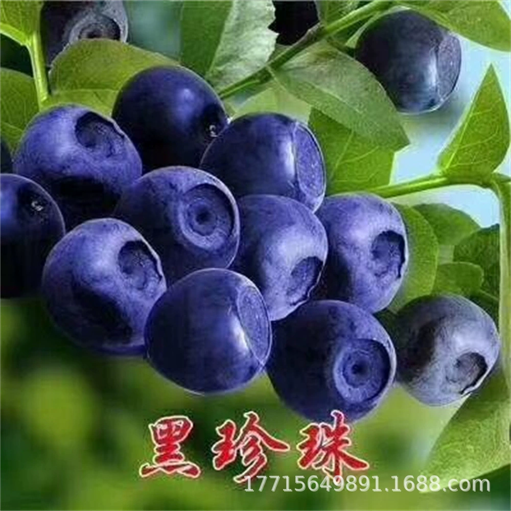 Герцог Ланфенг Чандлер Рика Черничная рассада Посадка плодовых деревьев в горшке Посадка плодовых деревьев Посадка на юге и севере