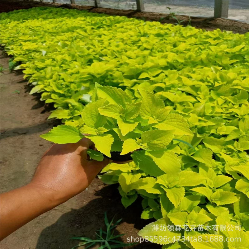 Огненно-красная трава, разноцветная трава, цветочная клумба для общественного озеленения, аренда парка, основа для цветов из травы, готовый запас.