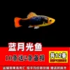 Get 2 free for 10 pieces of Blue Moonlight Fish, a total of 12 pieces