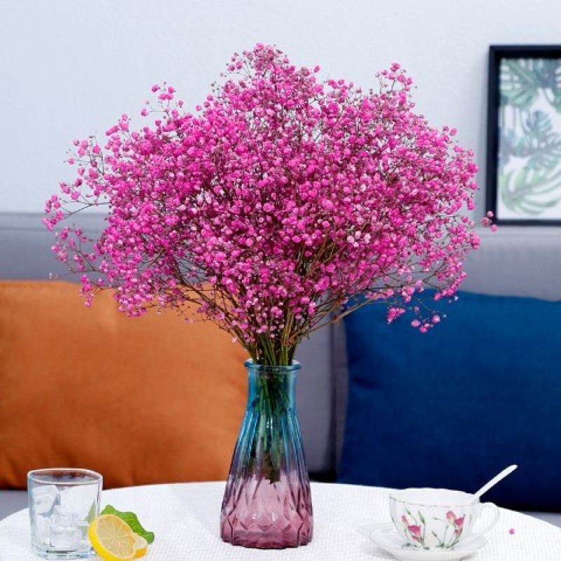 장미빛 붉은 아기의 숨결 - 꽃병 없음