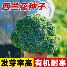 批发西兰花菜种子有机松花菜种籽花椰菜绿色高产花菜春秋四季蔬菜