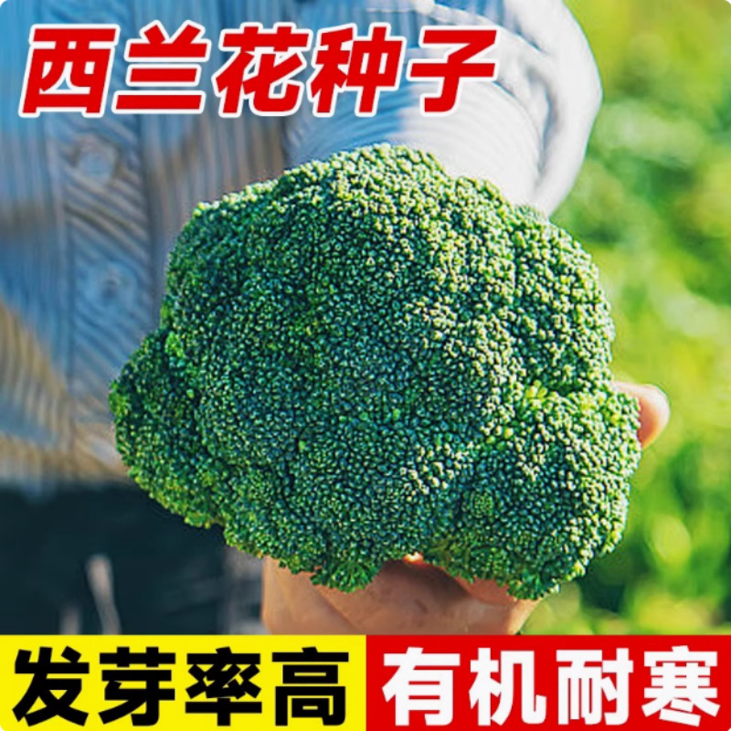 批发西兰花菜种子有机松花菜种籽花椰菜绿色高产花菜春秋四季蔬菜