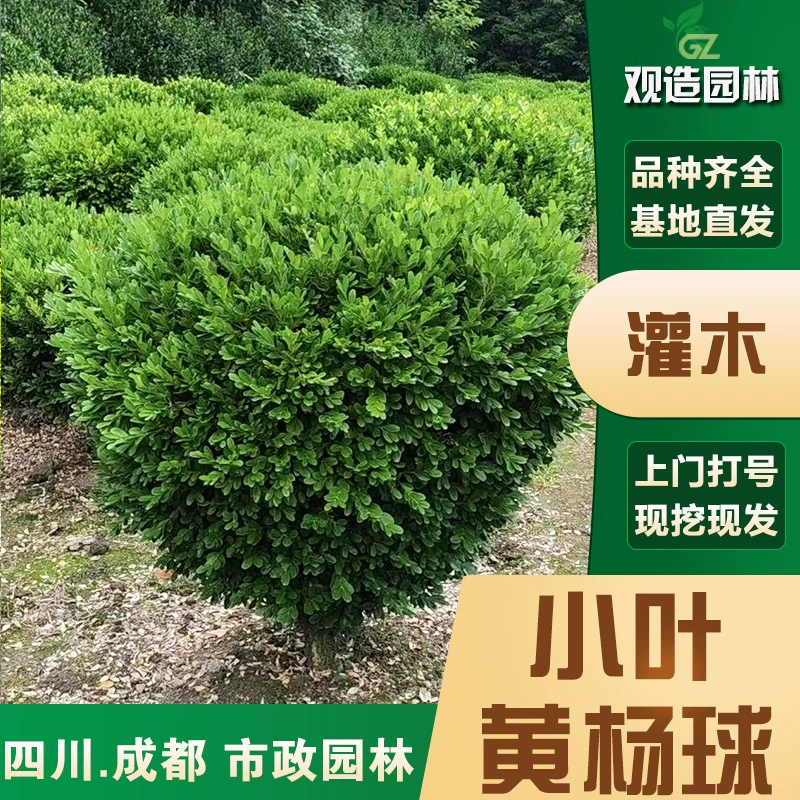 Маленькие кустарники из самшита, проект ландшафтного дизайна в Сычуане, двор, дом, морозостойкий забор, одностебельное дерево из самшита и ореха