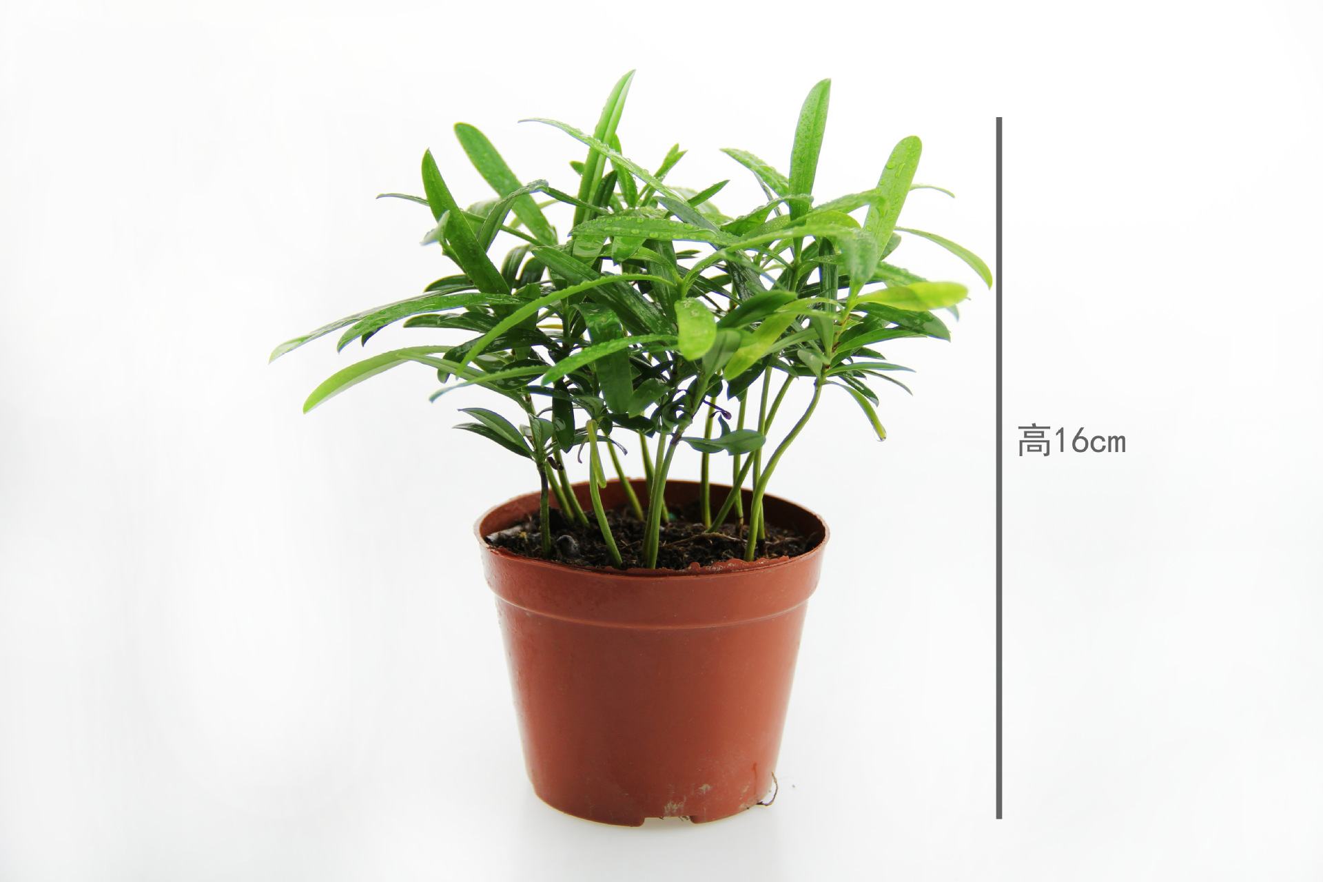 小空间大世界微景观植物造景植物矮小叶罗汉松创意家具小盆栽 阿里巴巴