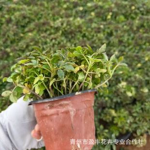 Butterfly Pea Butterfly Grass Ground Cover Plant Flower Border Blooming Ornamental Flower Plant Garden Greening Project Seedlings