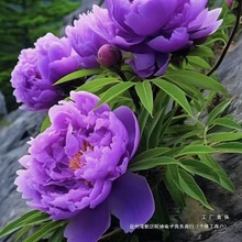 重瓣芍药庭院花卉四季芍药根块花卉大全花客厅摆放花苗种牡丹花苗