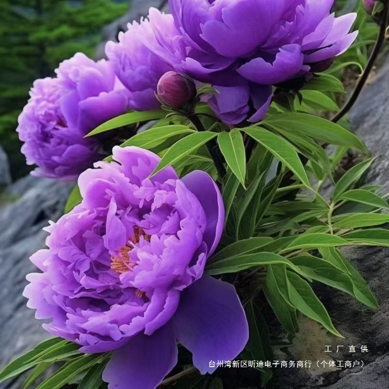 重瓣芍药庭院花卉四季芍药根块花卉大全花客厅摆放花苗种牡丹花苗