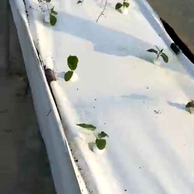 工厂直销 水培蔬菜育苗海绵 无土栽培种植海绵 育苗海绵 批发