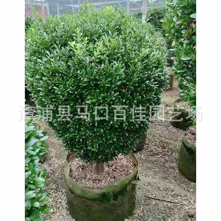 ȸ�������ӻ��СҶ�����򣬸߶�1�ס��۸�150-400