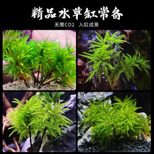 Ten Thousand Years Moss Aquatic Plant Real Grass Fish Tank Landscaping Rainforest Tank Live Novice Easy-To-Live Antler Moss Hydroponic Foreground Grass