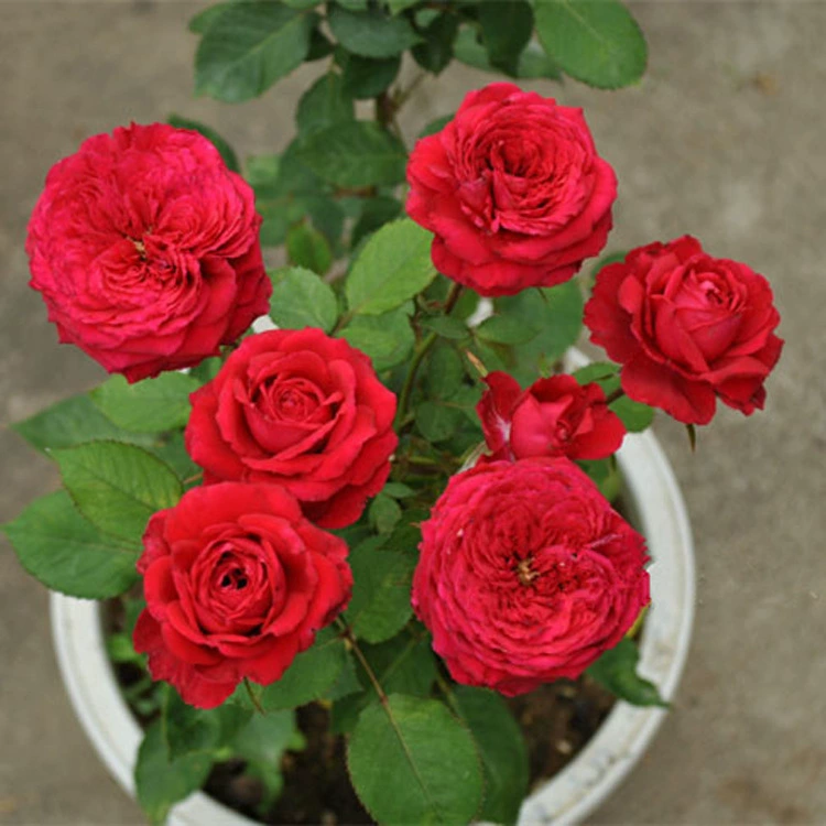 Одноцветные розы Монте-Карло для дропшиппинга, ярко-красные микромесяц балконные садовые розы в горшках для круглогодичного цветения