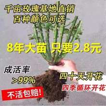 �����׻�8��õ�廨���Ϙ��ش󻨻ܾGֲ�������¼��Nޱ�҃����̨