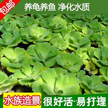 水芙蓉水浮莲水浮萍水葫芦水生鱼缸水草植物净化水质龟缸水族造景