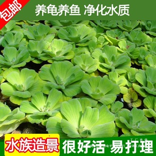 ˮܽ��ˮ��ɏˮ��Ƽˮ���Jˮ���~��ˮ��ֲ�����ˮ�|����ˮ���쾰