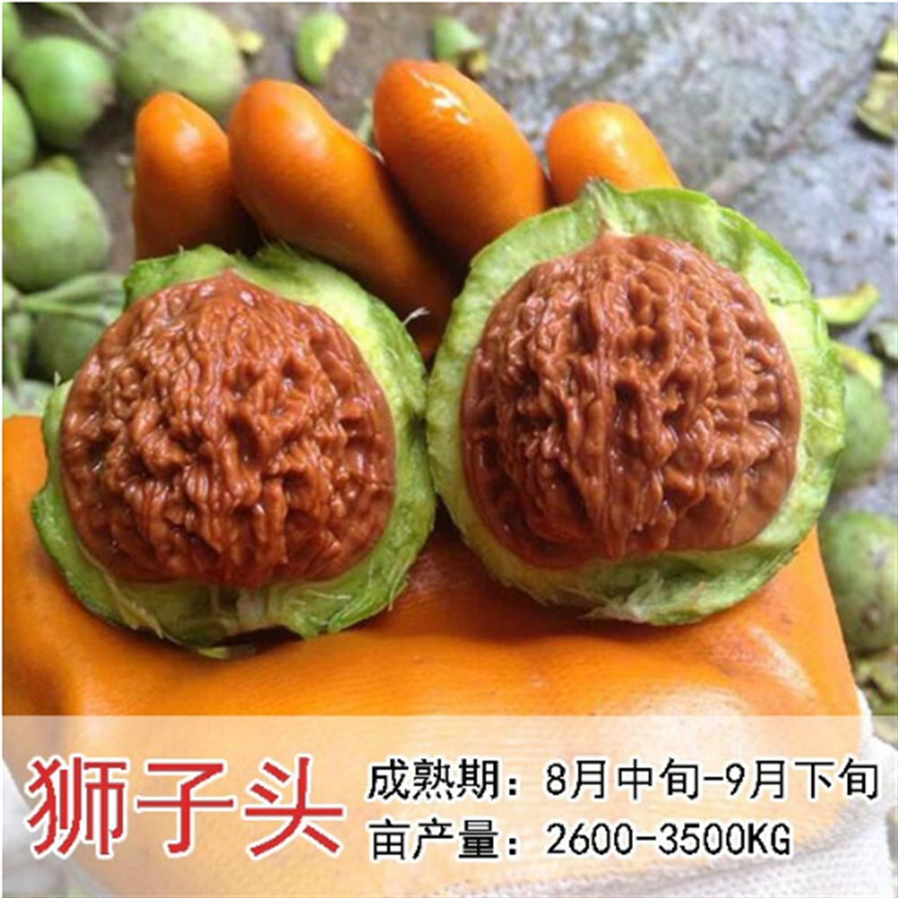 水文龙核桃果树苗香碧根果纸皮核桃南北方种植红核桃树苗当年结果
