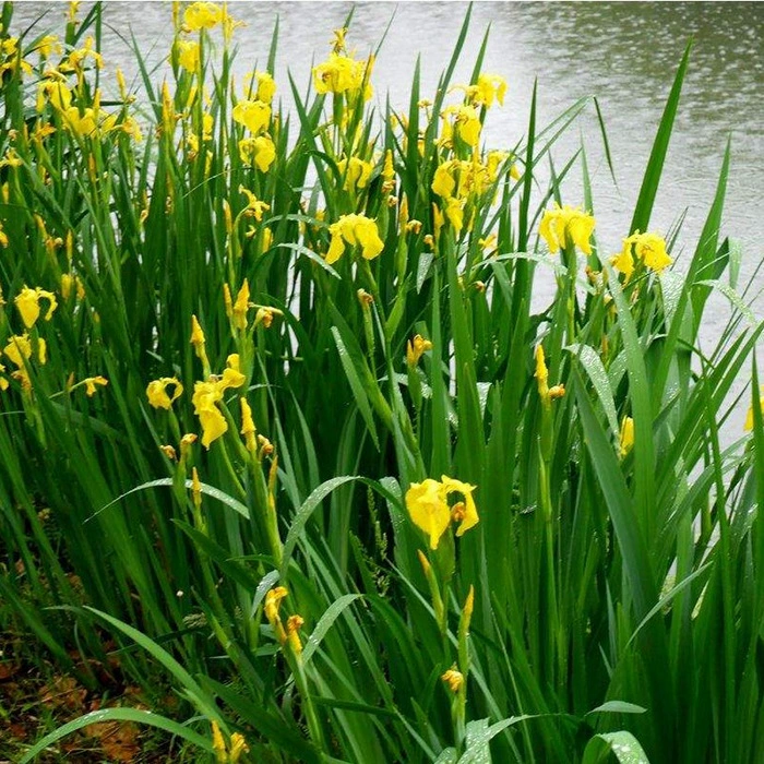 Acorus аира рассада водных растений цветы Ирис Саженцы водно-болотных угодий Озеленение гидропоники проект посадки озеленение травы рогоза