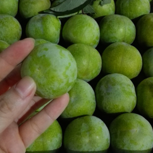 �Ĵ������Ó�����������7�������r�ҿ��������������Fժ����