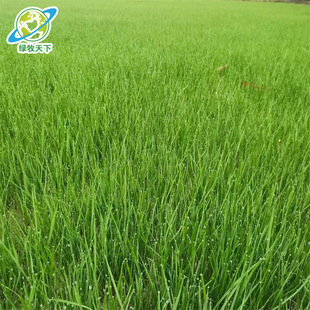 Grass Seeds Manila Lawn Dogtooth Grass Courtyard Carpet Grass Greening Rye Grass Seeds with Soil Turf Landscaping
