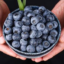 蓝莓现摘现发云南新鲜当季时令水果鲜果孕妇水果果园采摘工厂批发