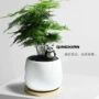 盆栽植物桌面客厅文竹