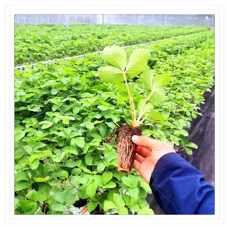 4ba552e7a03cff93ce38cb02ab69e4