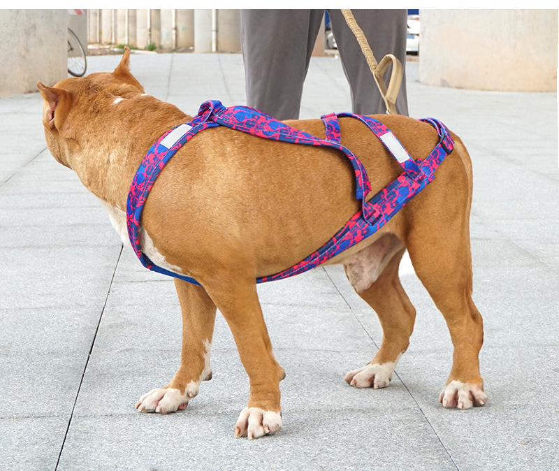 雪橇犬胸背带_10