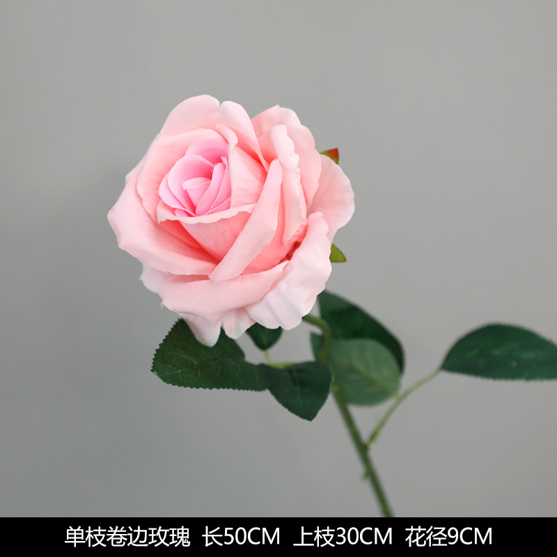 단일 컬링 장미
