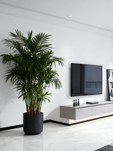 ?�ɴu�� �����_�� 6/8cmֱ�ǈA��80/120/150cmͨ�w��ɫ���_����