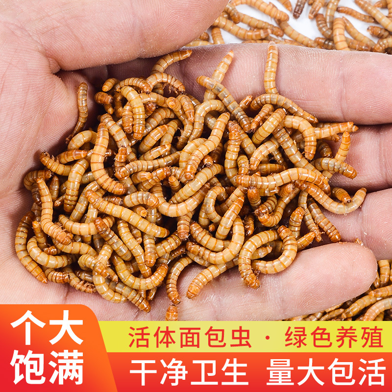 面包虫活虫黄粉虫活体金龙鱼乌龟仓鼠大麦虫画眉鸟食八哥幼虫钓鱼