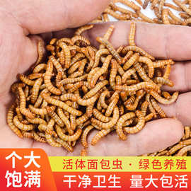 面包虫活虫黄粉虫活体金龙鱼乌龟仓鼠大麦虫画眉鸟食八哥幼虫钓鱼