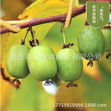 ܛJҘ޽Ƕ̖ܛӫJͺ殐ݮ