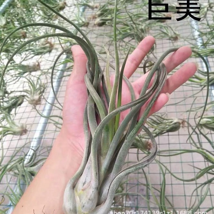 Giant medusa 25.-30cm