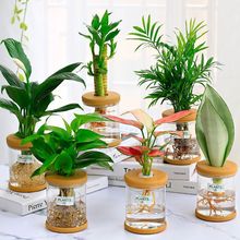 绿萝吊兰多肉发财树花卉盆栽植物办公室内小绿植去除甲醛水培好养