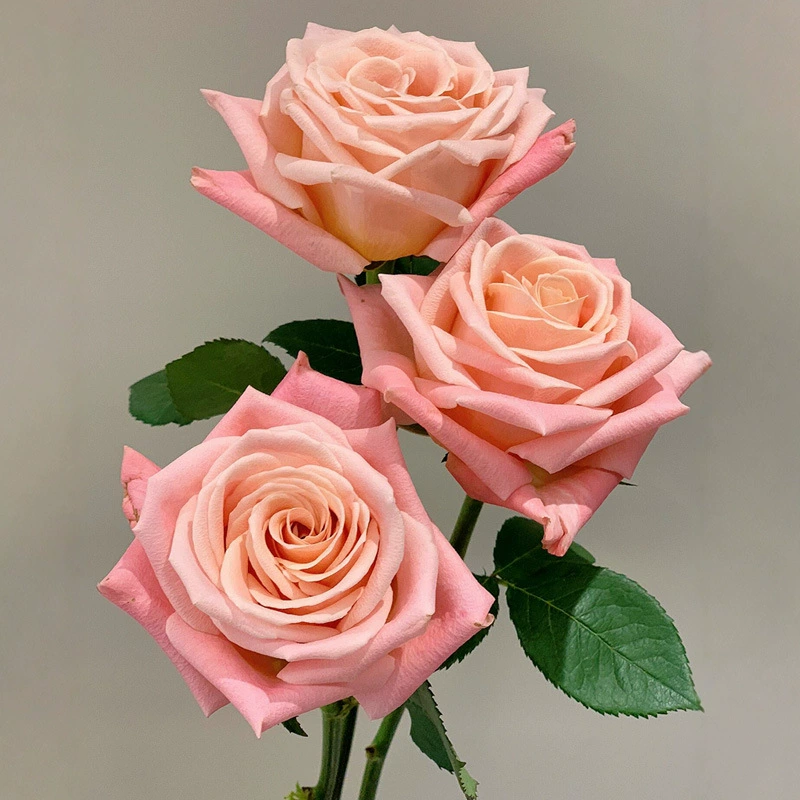 Розовые саженцы Miss Pig в горшках от Miss Zhu для сада на балконе, оранжево-розовые цветы, прочные и текстурированные розовые цветы.