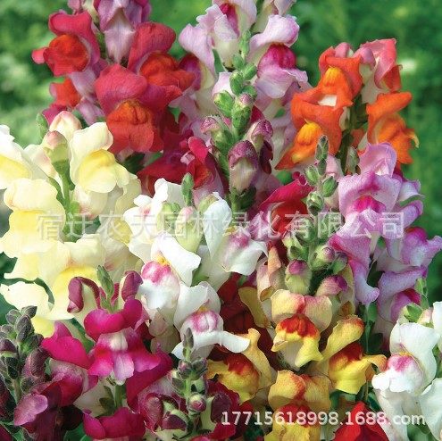 Wholesale Kochia Seeds, Red Kochia, Green Kochia Seeds, Broom Seedlings, Landscape Flower Sea, Courtyard Grass Flower Seeds