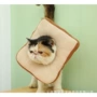 伊丽莎白狗狗猫咪脖圈