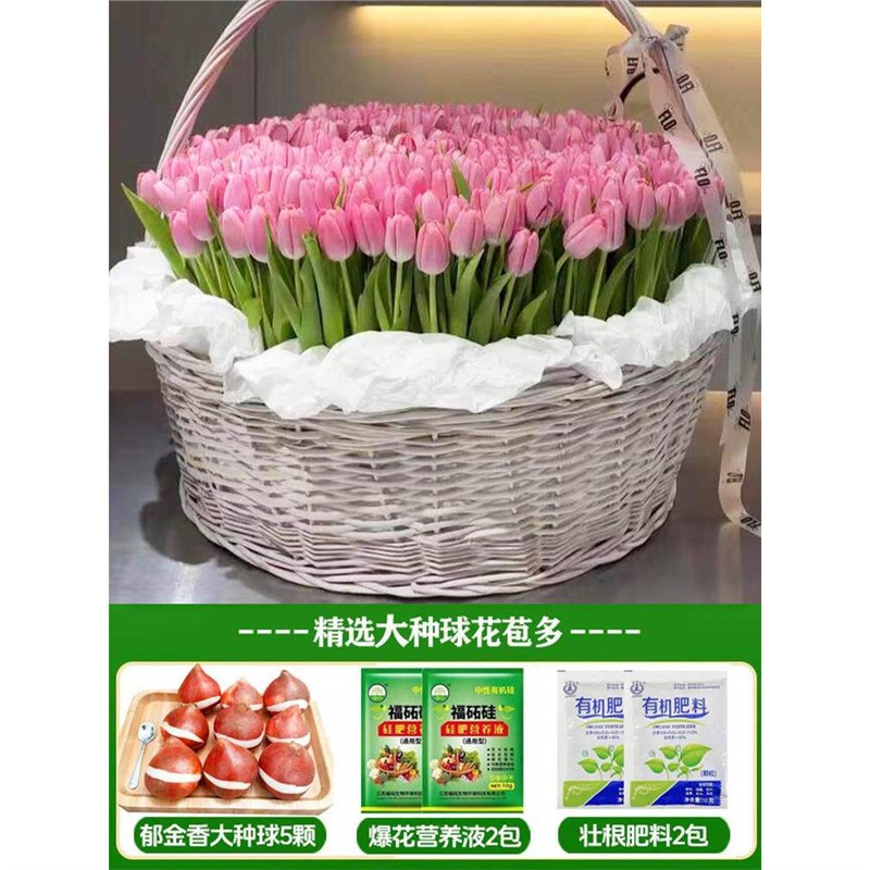 A5 keer tulip 3 large balls + nutrient solution + fertilizer