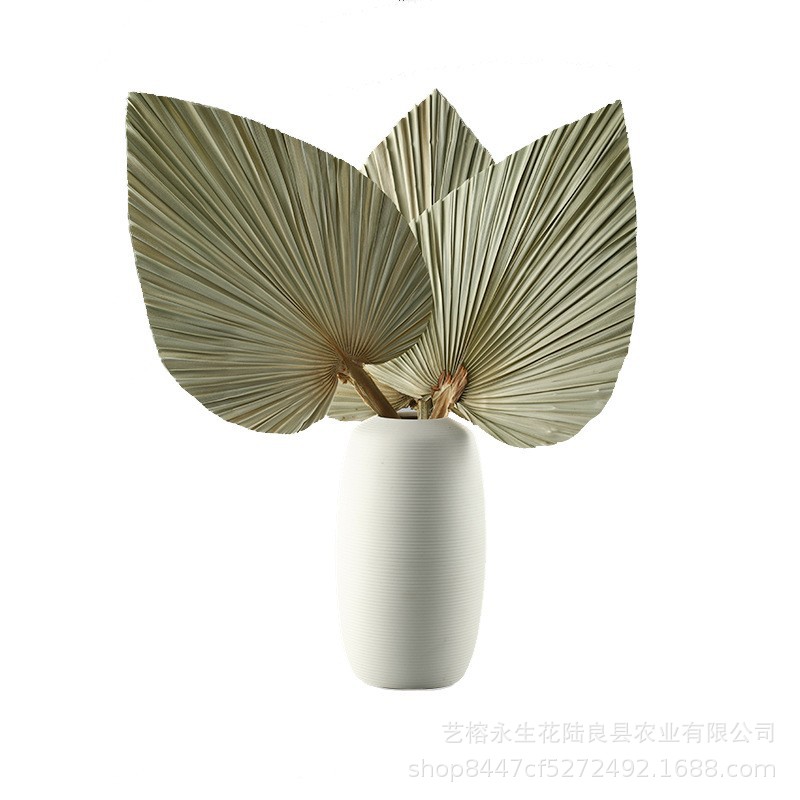 Pu Fan Leaf Palm Leaf Fanfan Fan Dry Flower Cross -border Wedding…