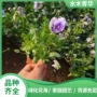 四季美化绿化开花草花