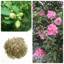 ľ�ȷN�Ӽt��ľ�ȷN��ľ�޷N���G�l�N�ӳ��_ĺ�仨���Ȼ��N��