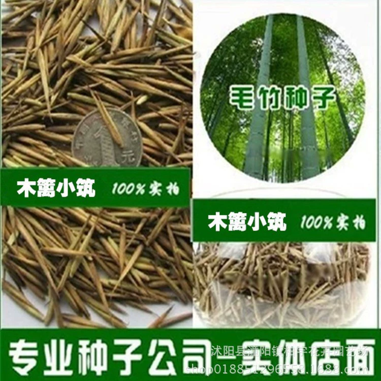 Большие семена бамбука, семена Phyllostachys pubescens, зеленые семена бамбука, семена побегов бамбука, Золотые семена бамбука, фиолетовые семена бамбука, легко выращиваемые