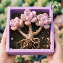 �ҵ��Ϙ��������������Gֲ���Fϡ��Ĵָ���������Ԏ�����ֲ��M��