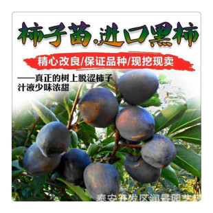 �����Ә������l ����������r�� һ�������ӬF�ڬF�u ������ľ