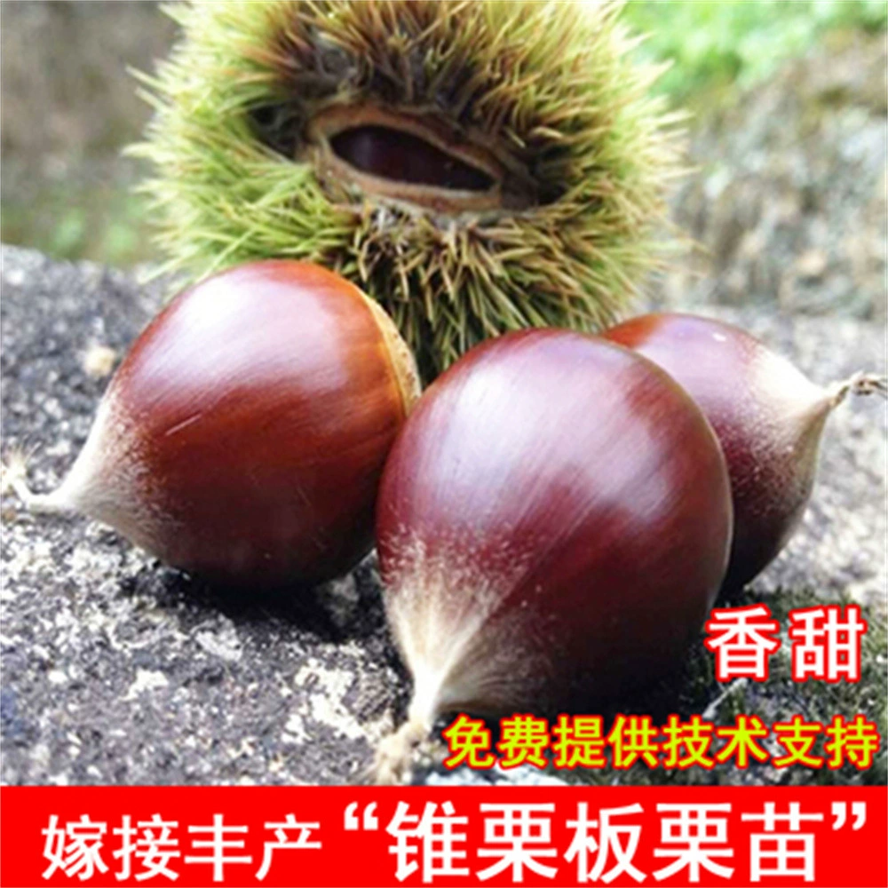 Шуан Ба прививка Qianxi рассада каштана оптом Dahongpao сорт Каштанового Дерева Dahongpao каштановая рассада база