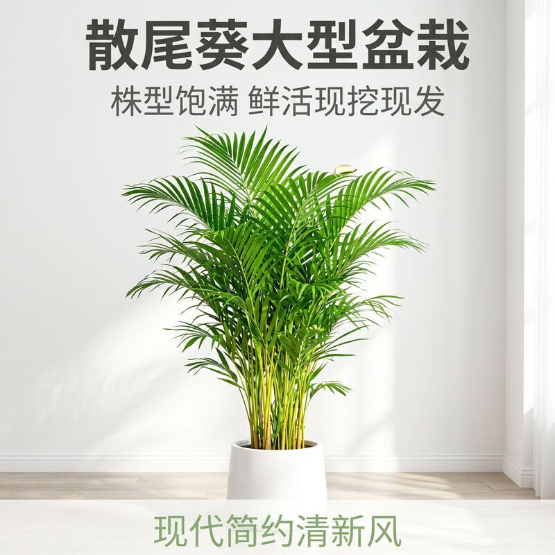 Potted Green Plants Such as Areca Palm, Money Tree, Money Plant, and Fiddle Leaf Fig